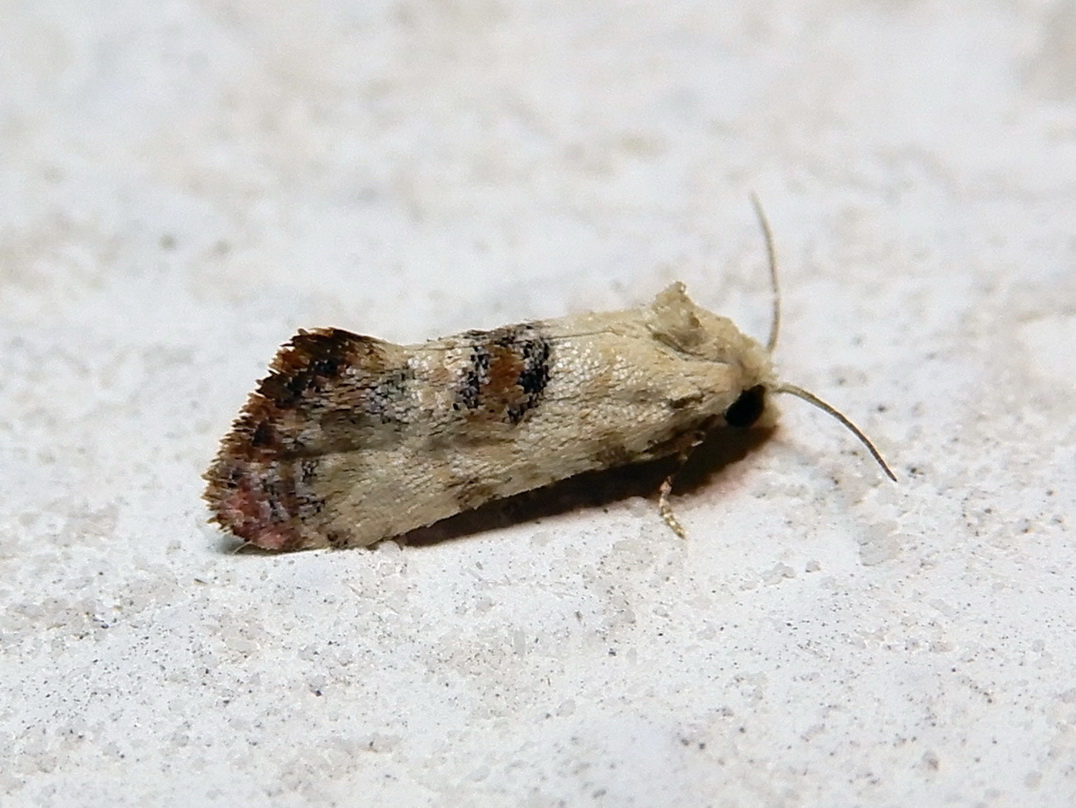 Tortricidae: Cochylis posterana ?